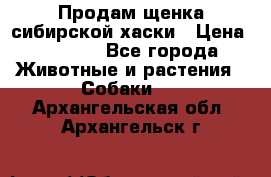 Продам щенка сибирской хаски › Цена ­ 8 000 - Все города Животные и растения » Собаки   . Архангельская обл.,Архангельск г.